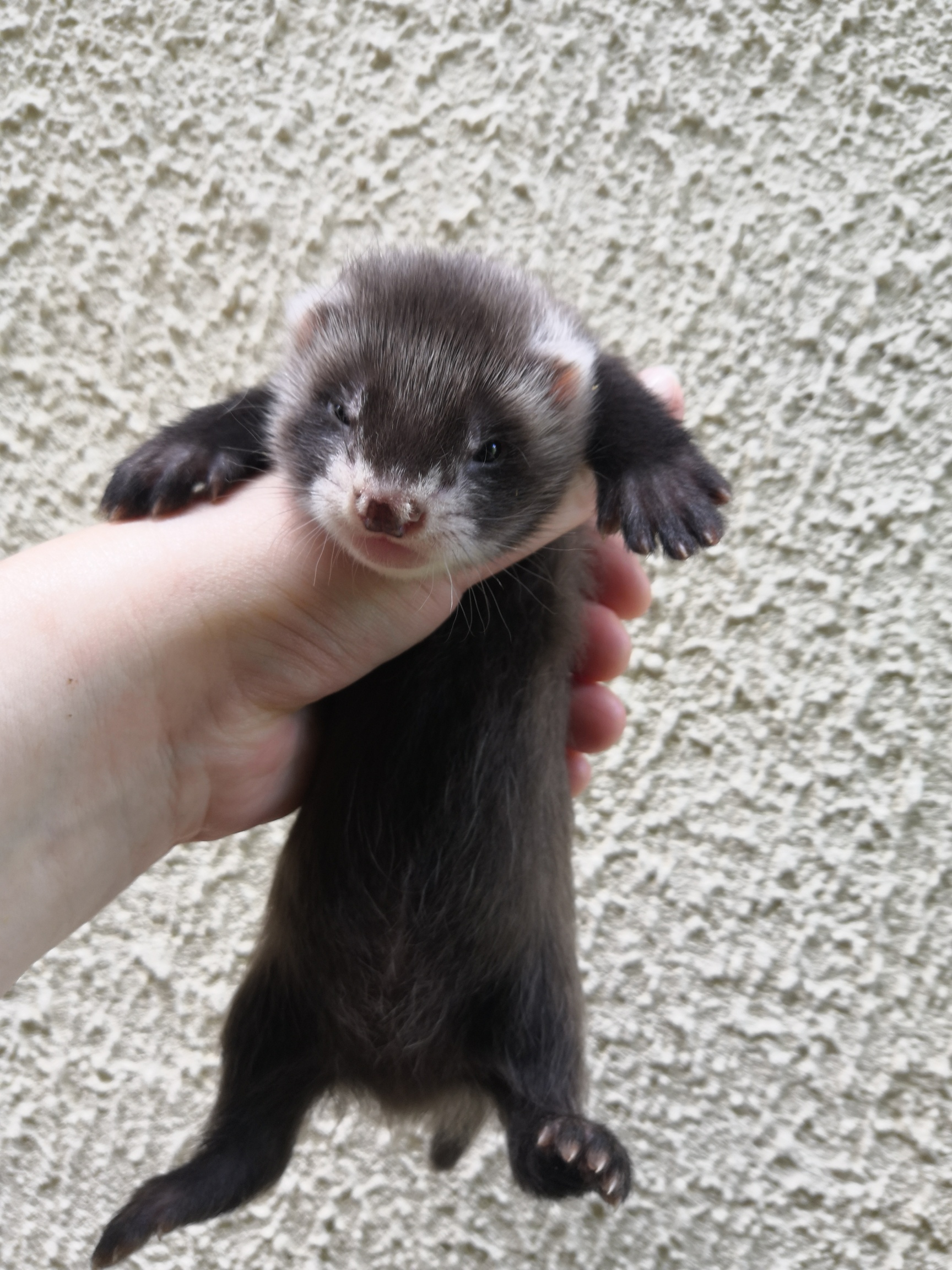 Les poilus des Coteaux